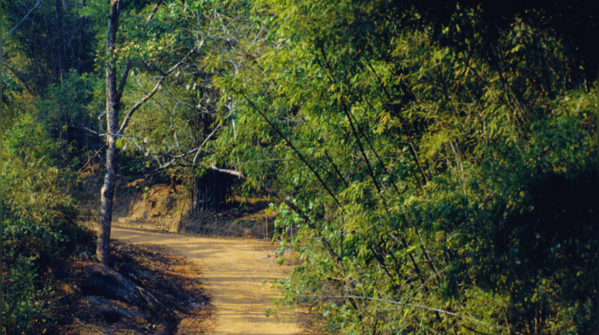 The real-life Jungle Book