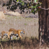 The land of tiger