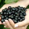 Blackcurrants