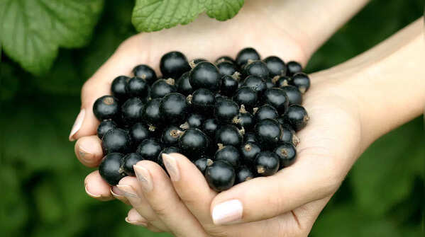 Blackcurrants