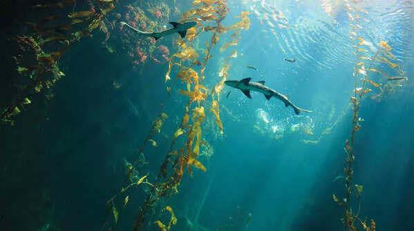 Salinity and movement of water