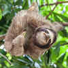 Sloths