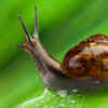 Snails