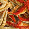 Sea stars