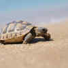 Turtles