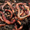 Earthworms