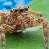 Spiders can catch prey using their hair