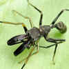 Spiders have evolved to look like ants