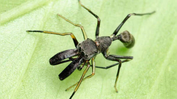 Spiders have evolved to look like ants