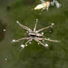 Spiders can catch fish