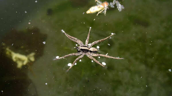 Spiders can catch fish