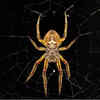 Spider silk is a unique luxury item