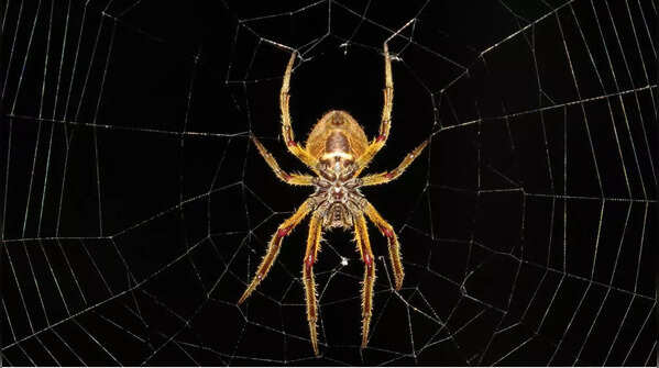 Spider silk is a unique luxury item