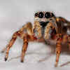 Spiders can have between zero and eight eyes