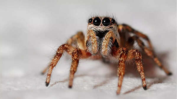 Spiders can have between zero and eight eyes