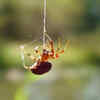 Spiders are capable of learning and solving problems