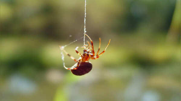 Spiders are capable of learning and solving problems