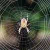 Spiders eat their own webs