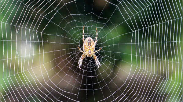 Spiders eat their own webs