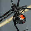 Most spiders are not dangerous to humans