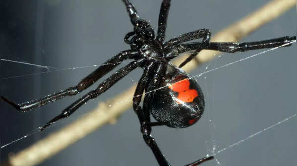 Most spiders are not dangerous to humans