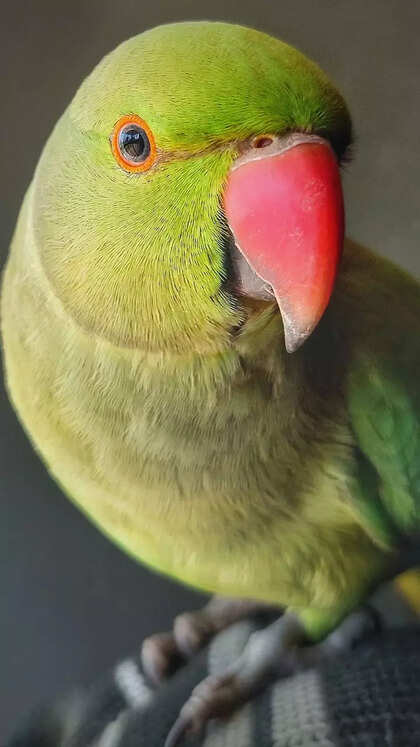 10 things to know before getting a pet Indian Ringneck Parrot
