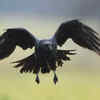 Ravens