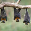 Bats
