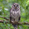 Owls