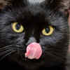 Black Cats