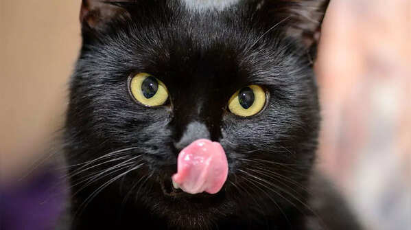 Black Cats