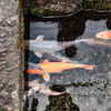 Some street canals in Japan have koi fish