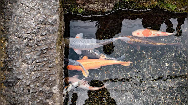 Some street canals in Japan have koi fish