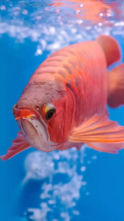 10 things to know before keeping Arowana fish in home aquarium