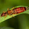 Hump Earwigs