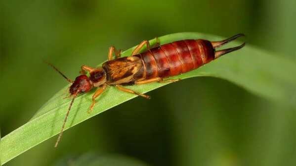 Hump Earwigs