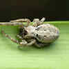 African Social Spiders