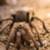 Desert Spiders