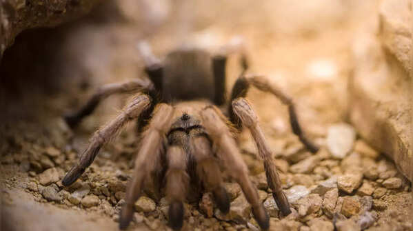 Desert Spiders