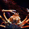 Crab Spiders