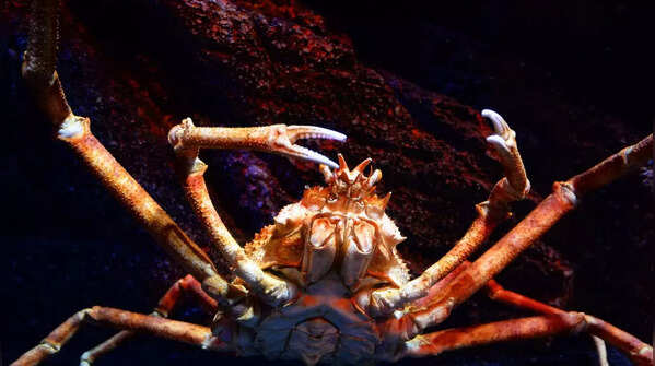 Crab Spiders