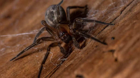 Black Lace-Weaver Spiders
