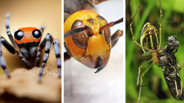 Animals that eat their own parents