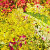 Sessa Orchid Sanctuary & Tipi Orchid Centre