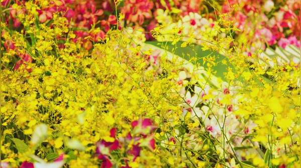 Sessa Orchid Sanctuary & Tipi Orchid Centre