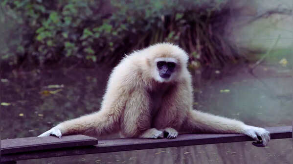 Namdapha National Park