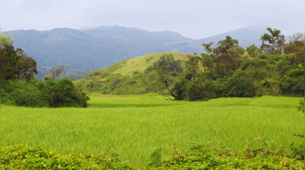 Sakleshpur to Bisle Ghat