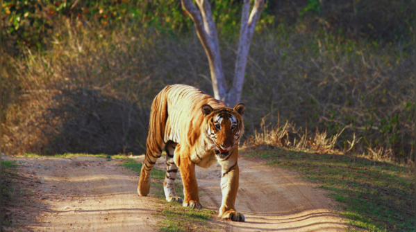 Mysuru to Bandipur via Nanjangud