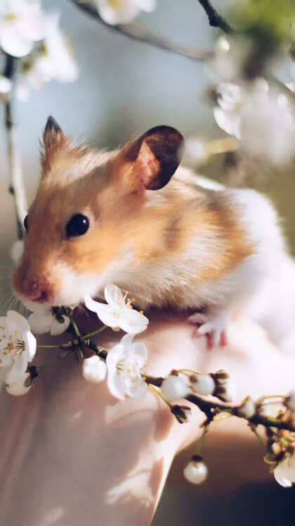 10 things to know before getting a pet Hamster at home