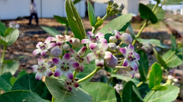 Properties of Aak flower